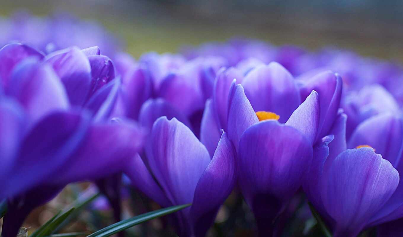 beautiful, flowers, crocuses, cvety, purple