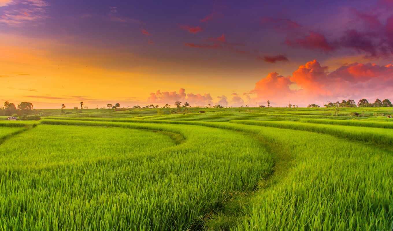 зелёный, закат, поле, landscape, рис, paddy, rahmad