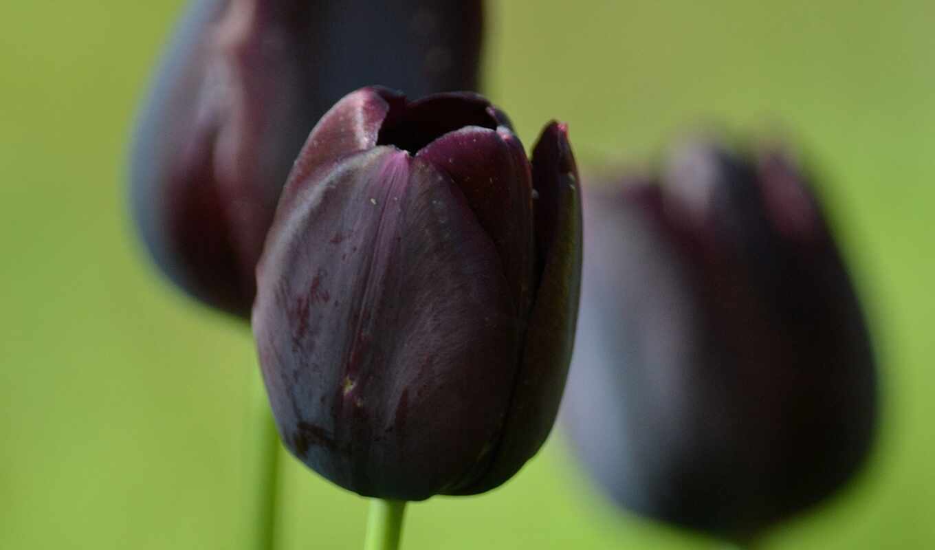 hoa, тюльпан, thường