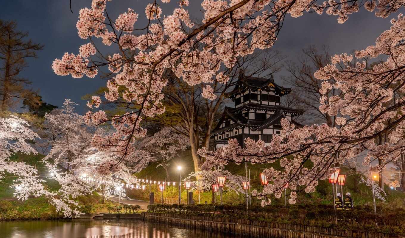flowers, tree, petals, Sakura, cherry, spring, park, Japan, pagoda, takada, joetsu