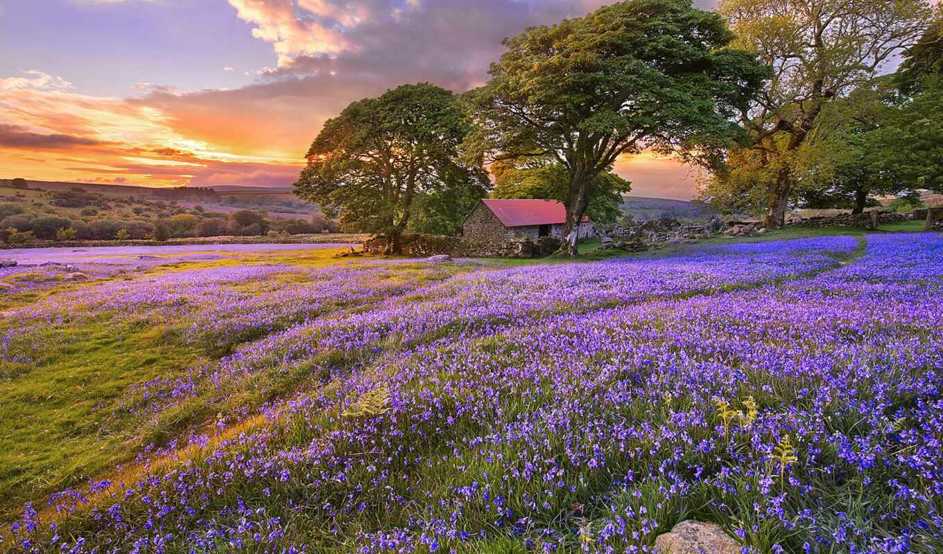 природа, цветы, картинка, дерево, purple, поле, landscape, красивый, прованс, francii