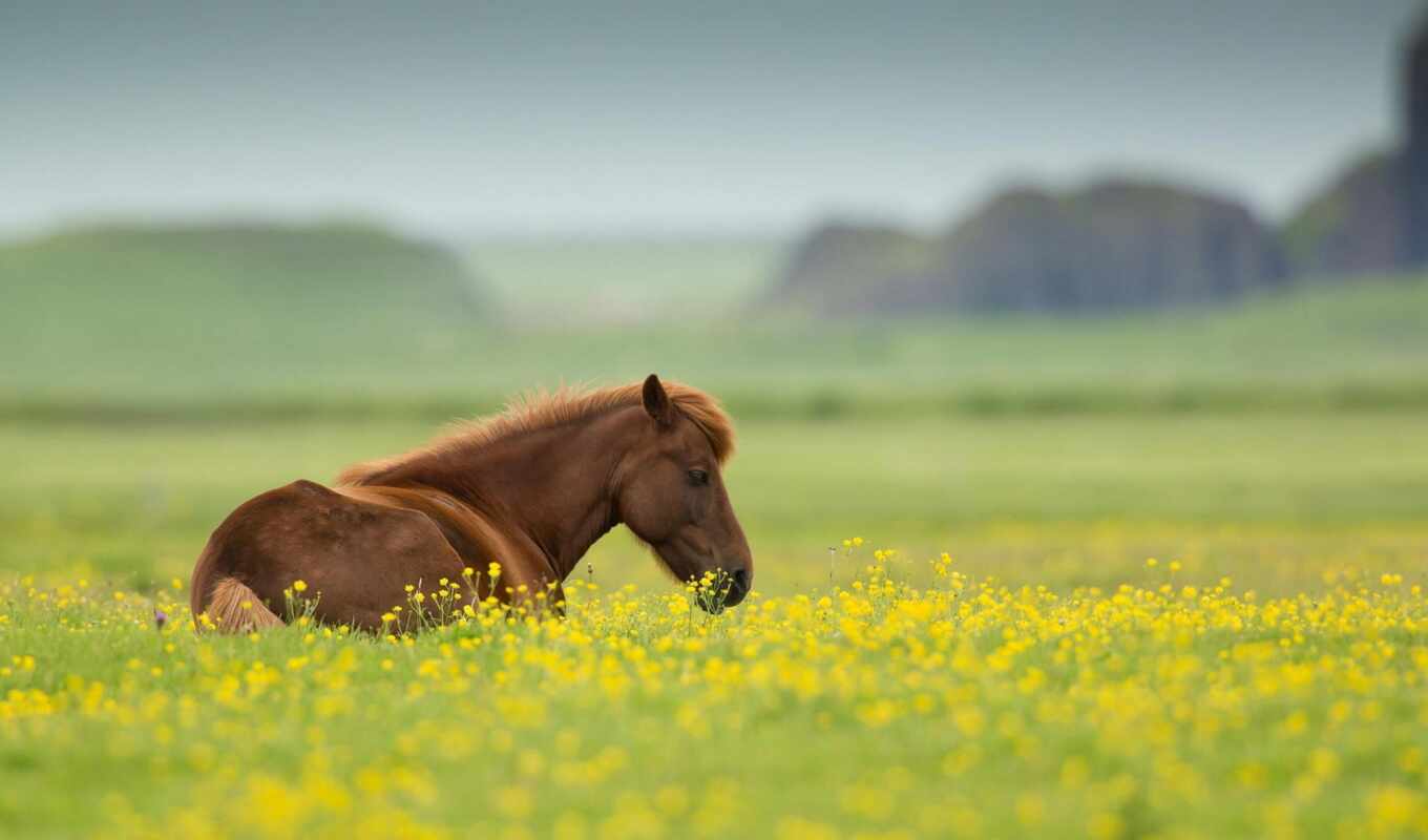 horse, field
