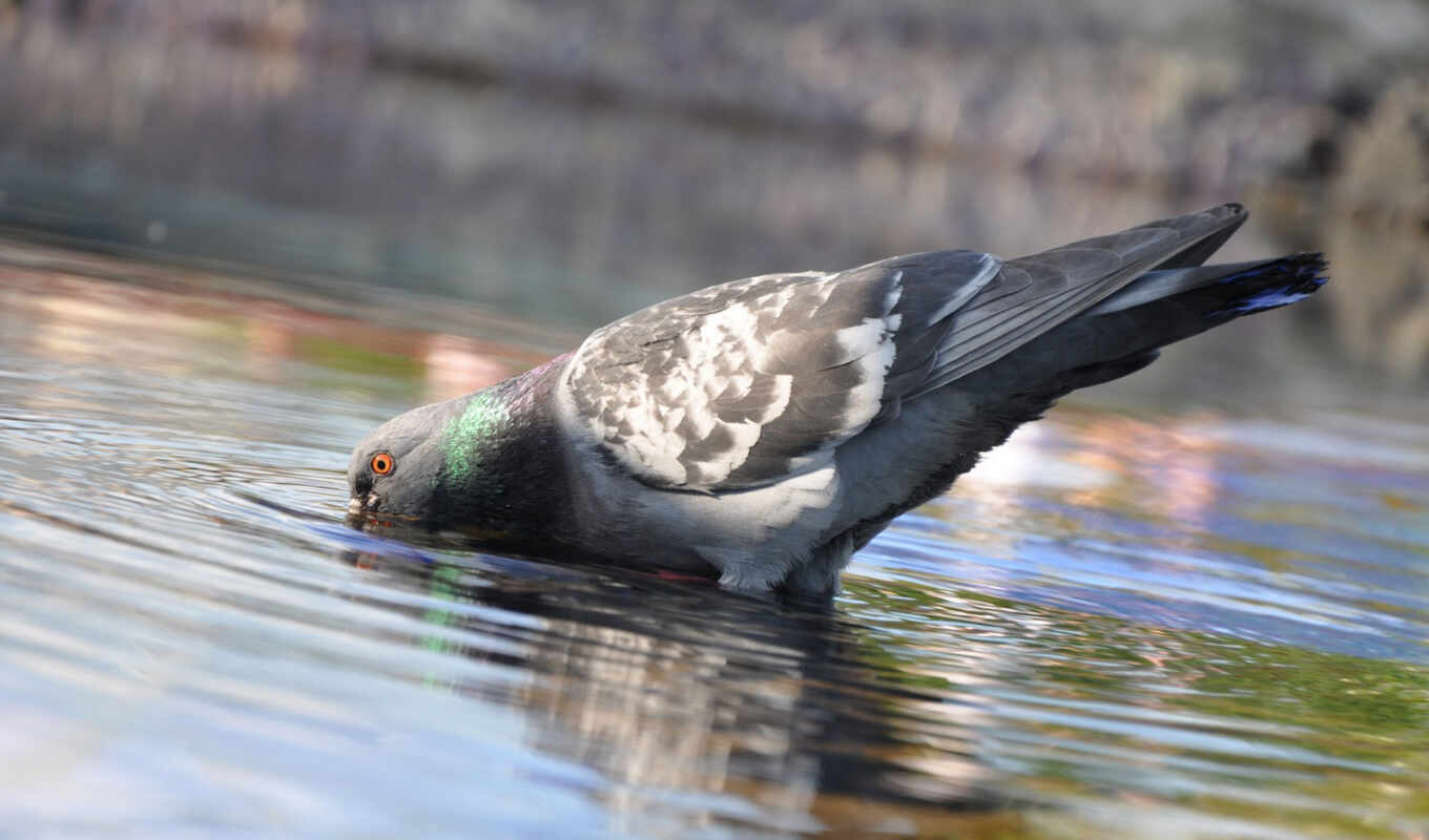 water, bird, animal, pigeon, swimming