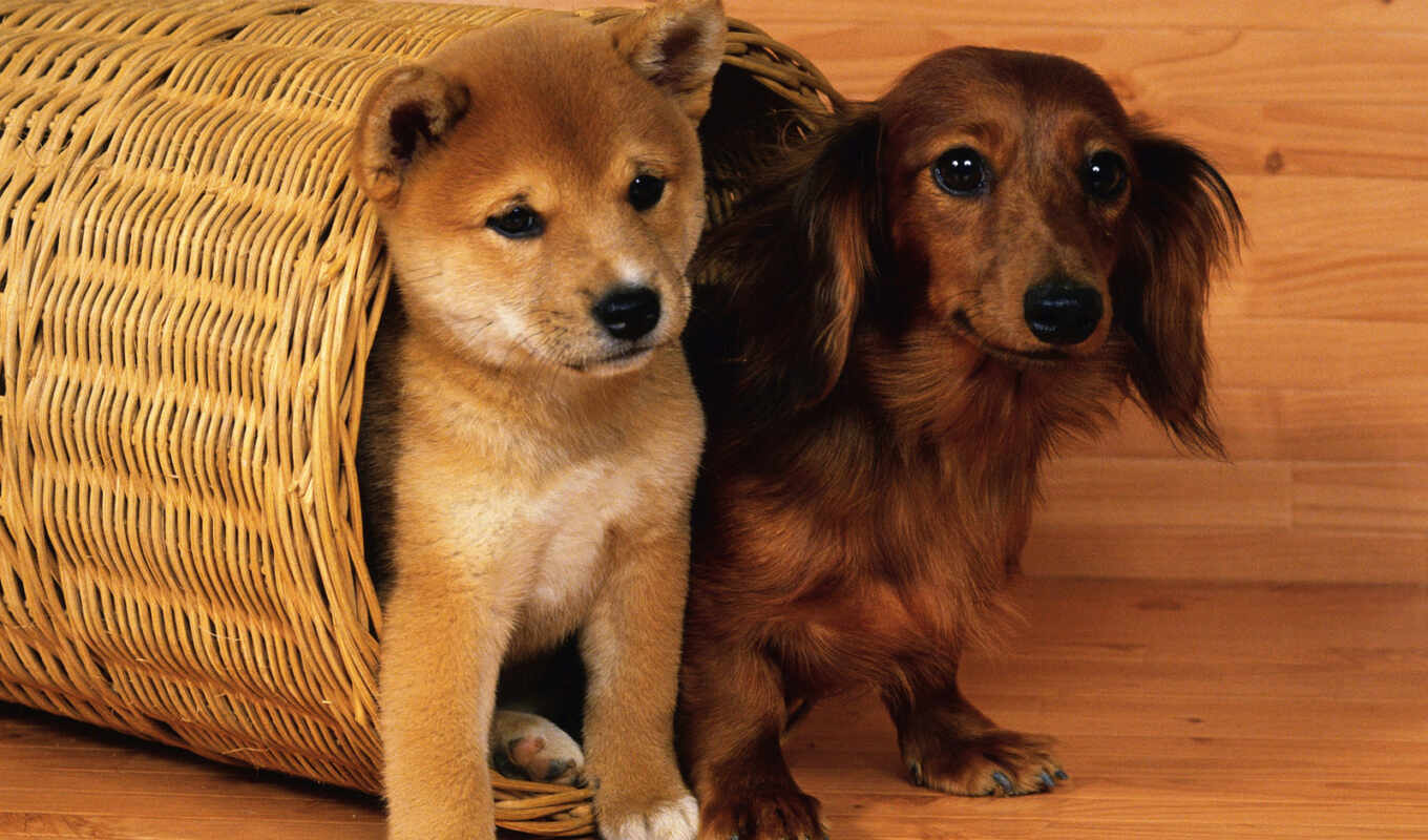 cute, dog, basket, miniature, dachshund