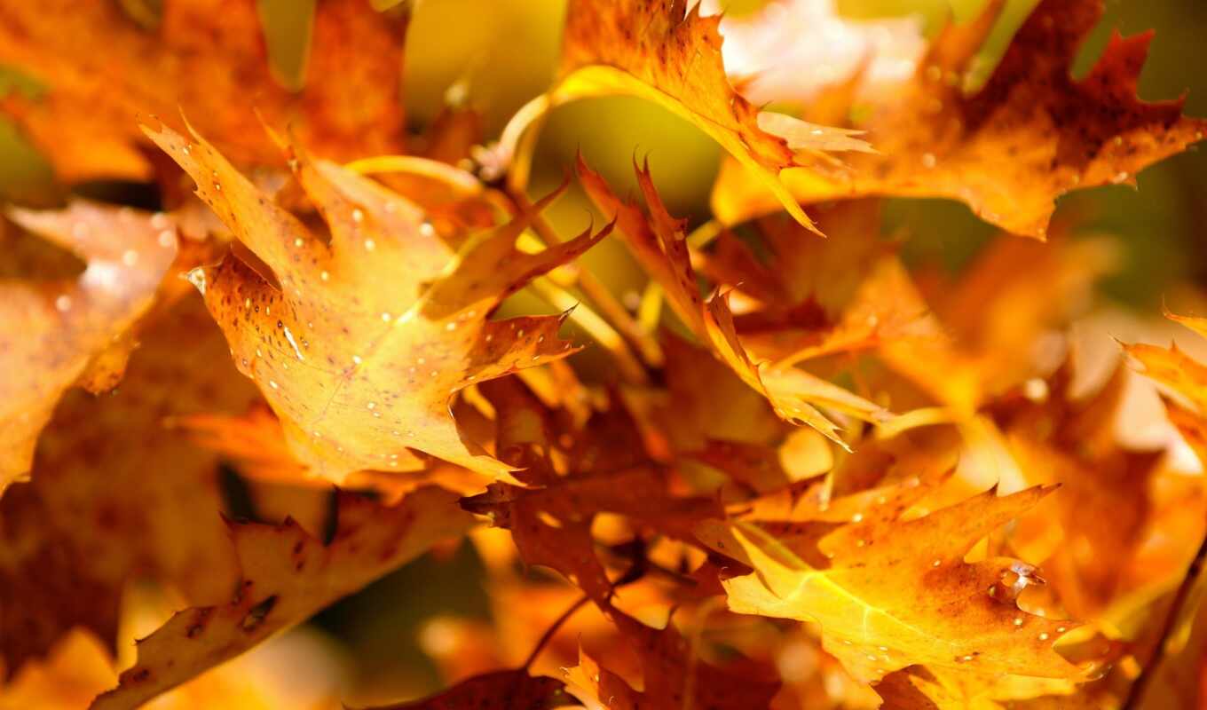 nature, music, palette, autumn, autumn, orange, autumn, alive, autumn, rich