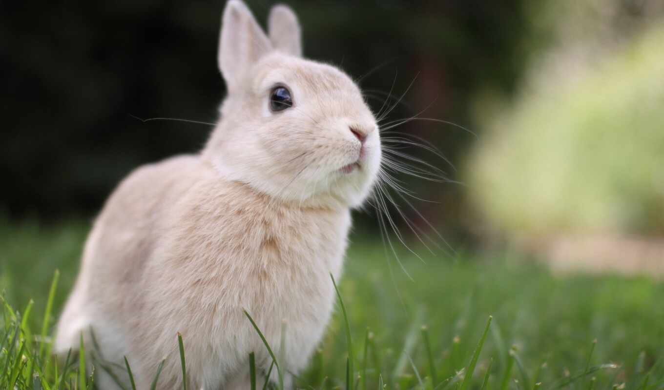 white, фон, cute, favorite, также, кролик, color, baby, upload, bunny