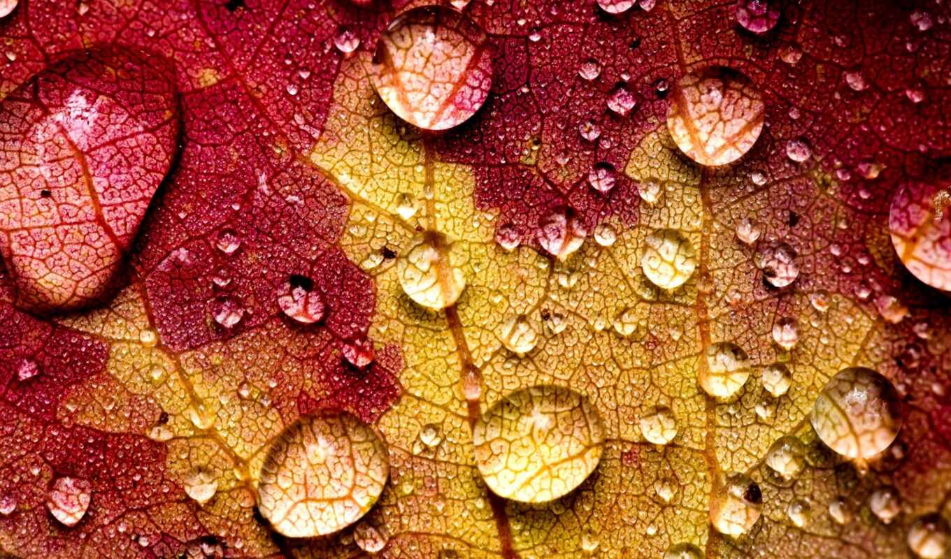 природа, drop, лист, water, осень, leaf, makryi