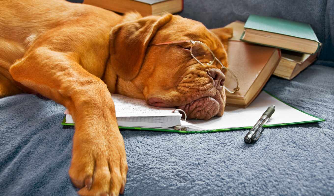 book, picture, dog, glasses, dogs, dogs, sleeping, zhivotnye, mastiff, bordeaux