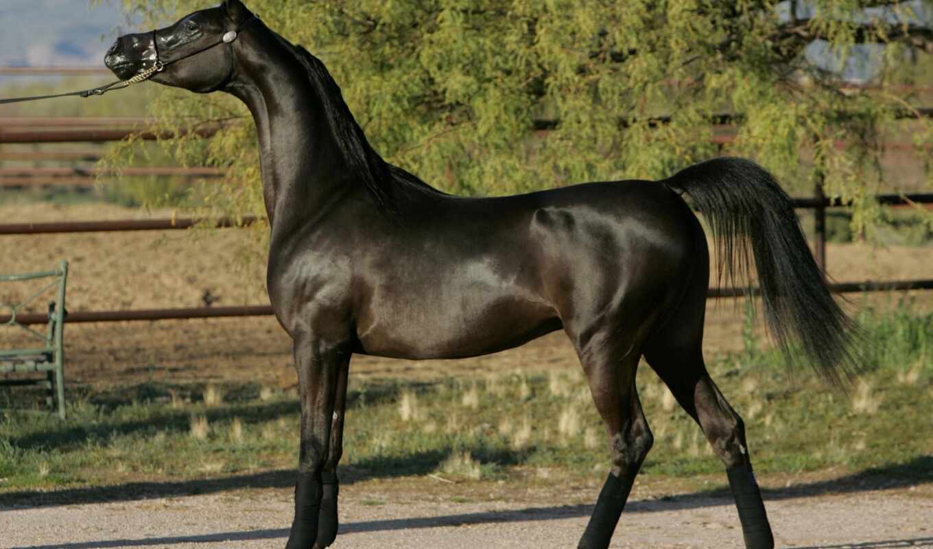 black, horse, amazing, Netherlands, cute, animals, animal, horses, frieze