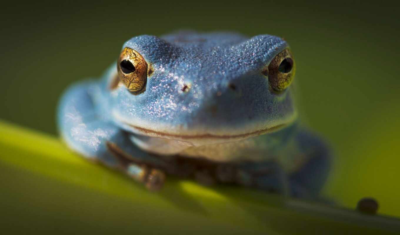 blue, free, tree, frog, blue, explore, flickr, hyla, meridionalis