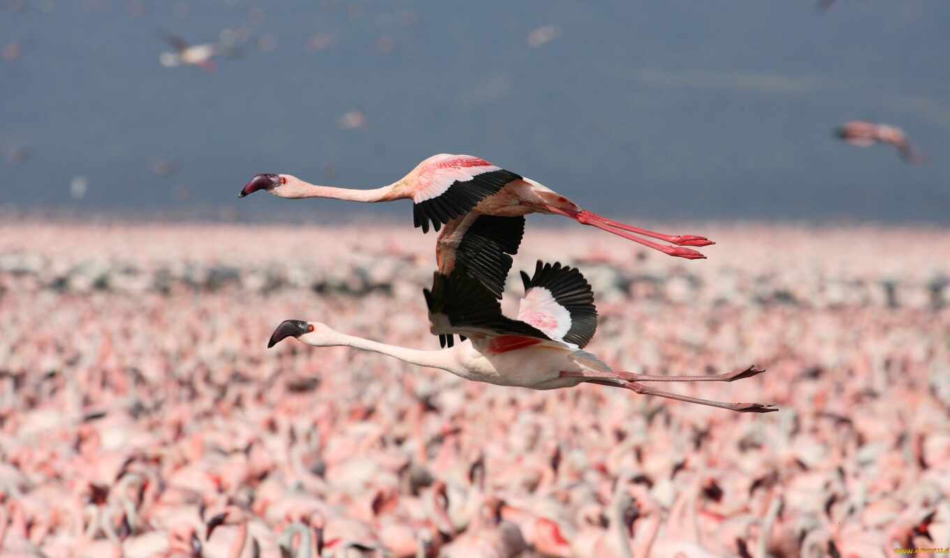 flamingo, mm, color, oak, plates, decor, rub, ix, lamarty, lamarti, squeezing
