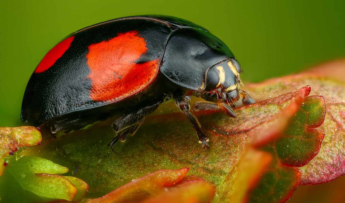 green, insect, beatle, ladybug, leaf, organism, black, parasitism, kumbang