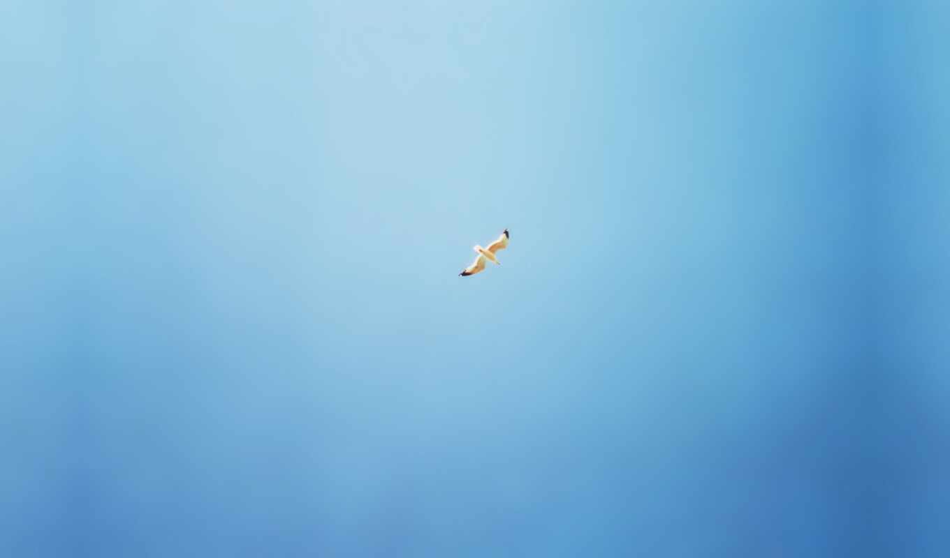 sky, blue, bird, minimalism, tea, fly