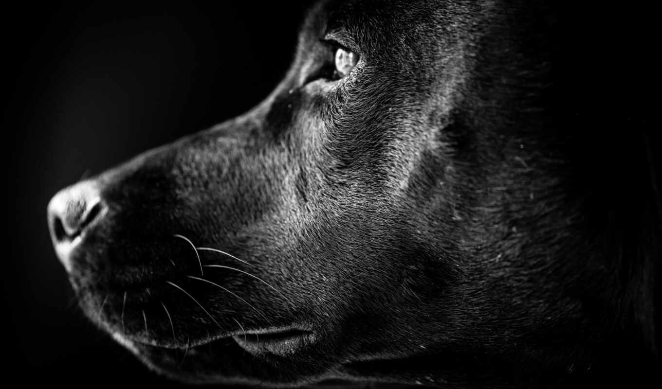 profile, dog, Labrador