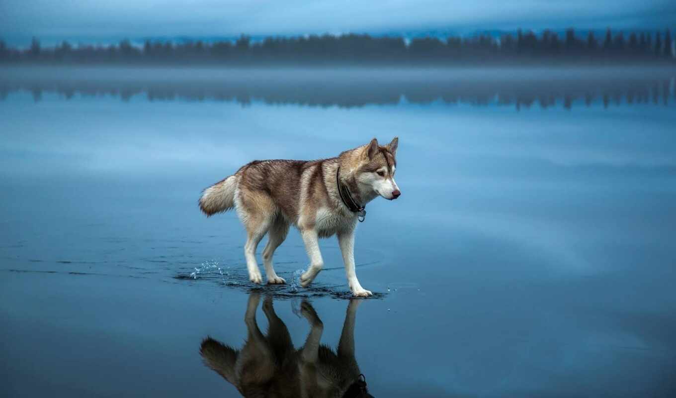 lake, water, dog, husky