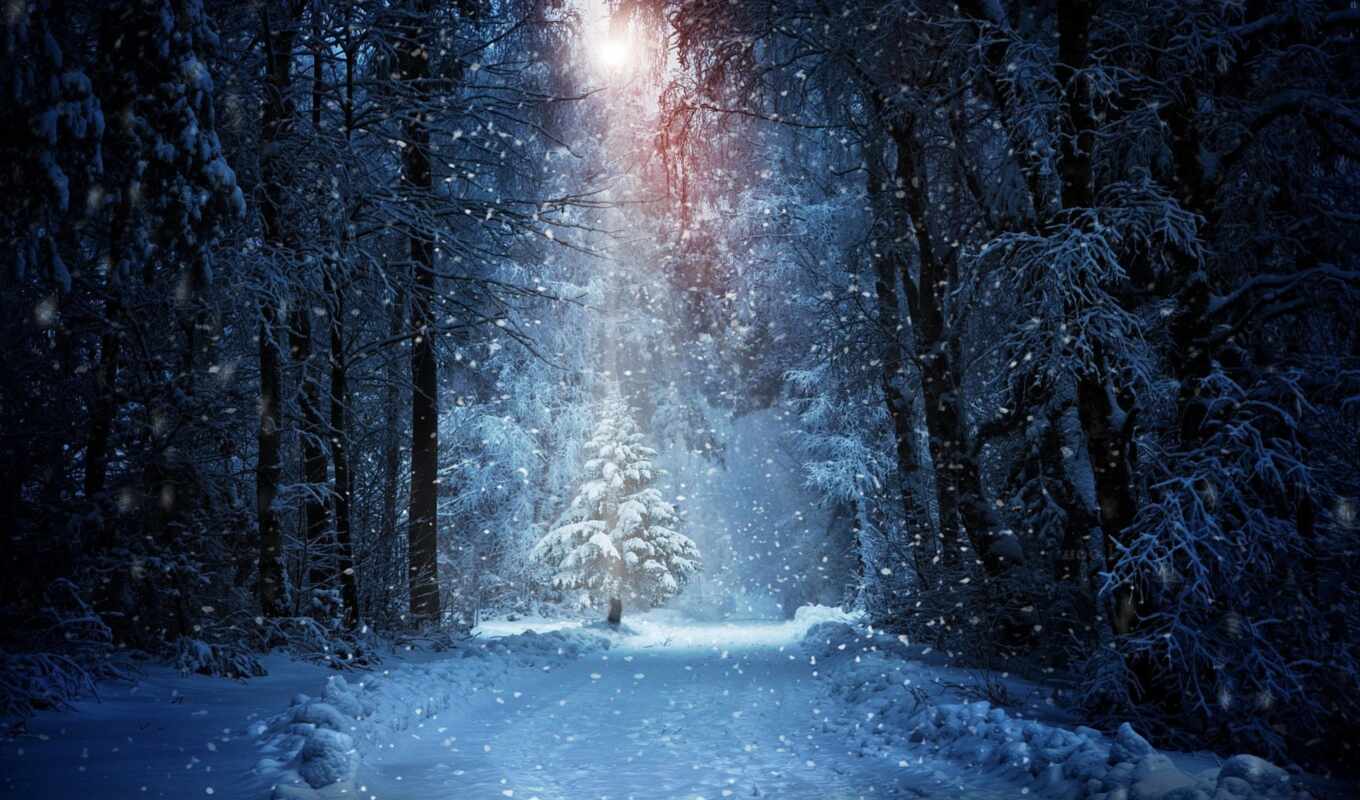 ночь, снег, winter, лес