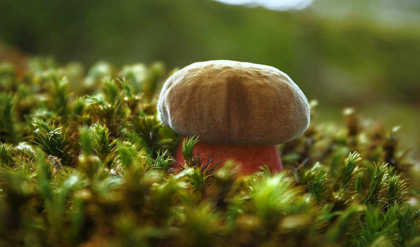 world, slight, mushroom, afterdarkclub