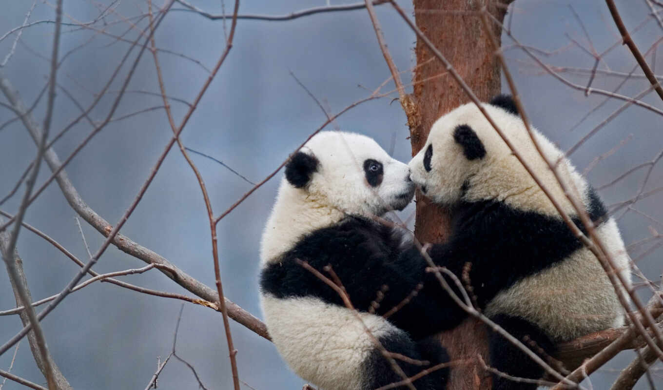 tree, panda, animal, a kiss