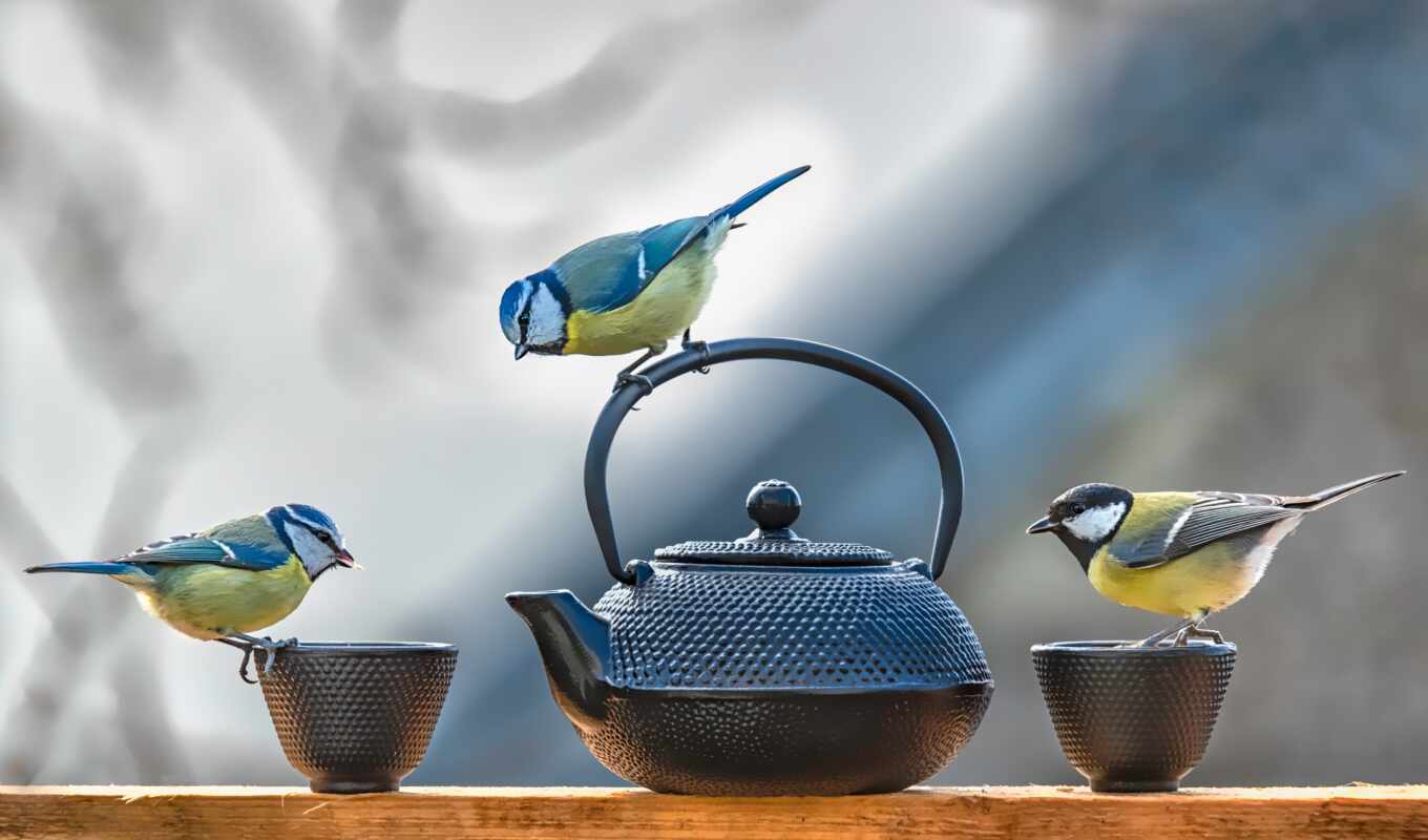 three, bird, cup, tit, teapot