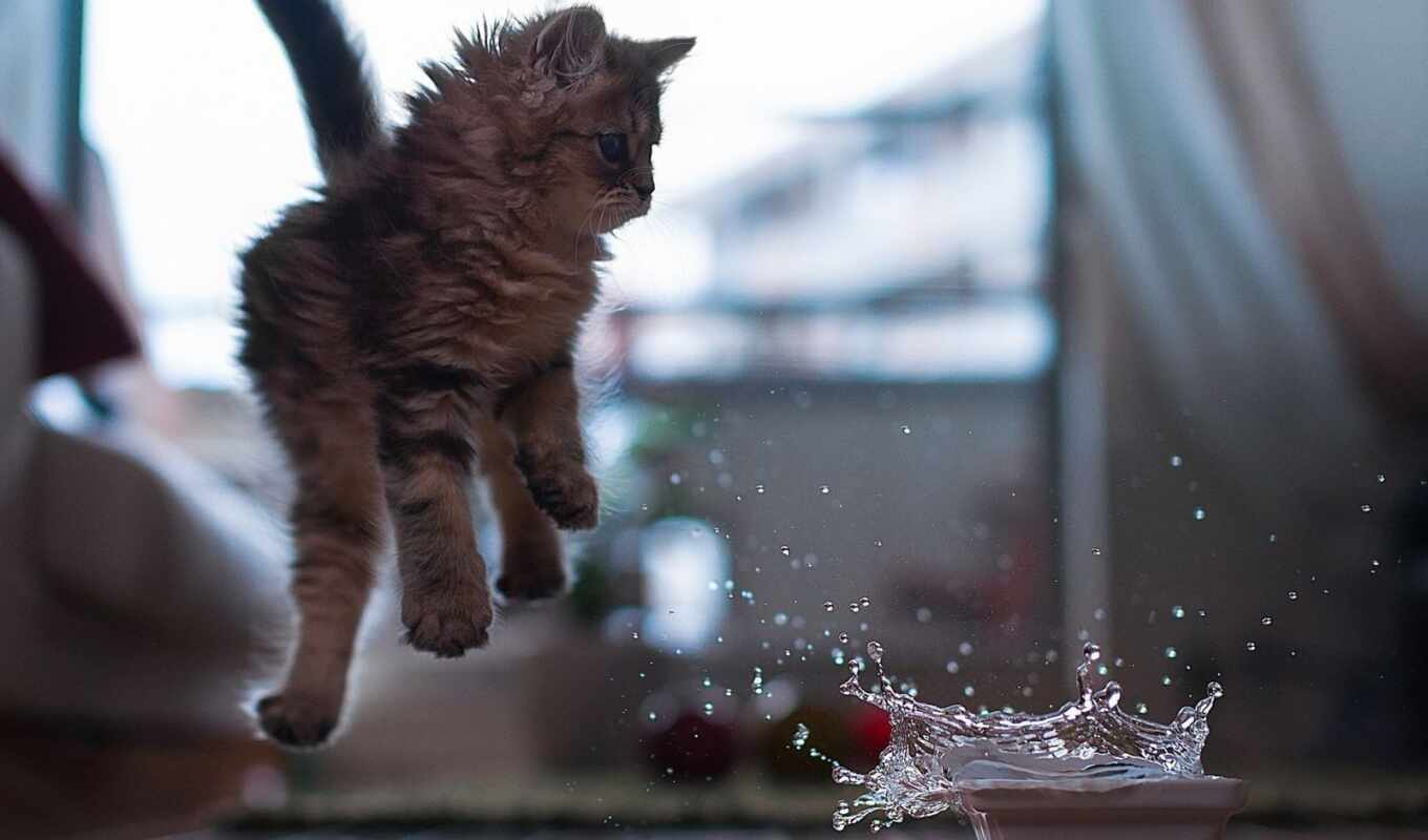 play, water, the bowl, cat, Ben, cute, jump, kitty, animal, splash