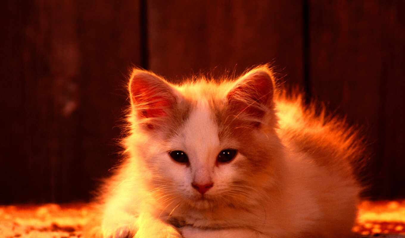 кот, sunlight, котенок, animal