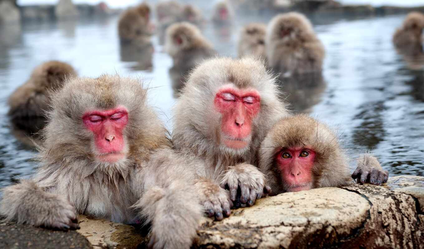 японские, обезьяны, national, geographic, дней, купаются, горячих, стресса, снятии