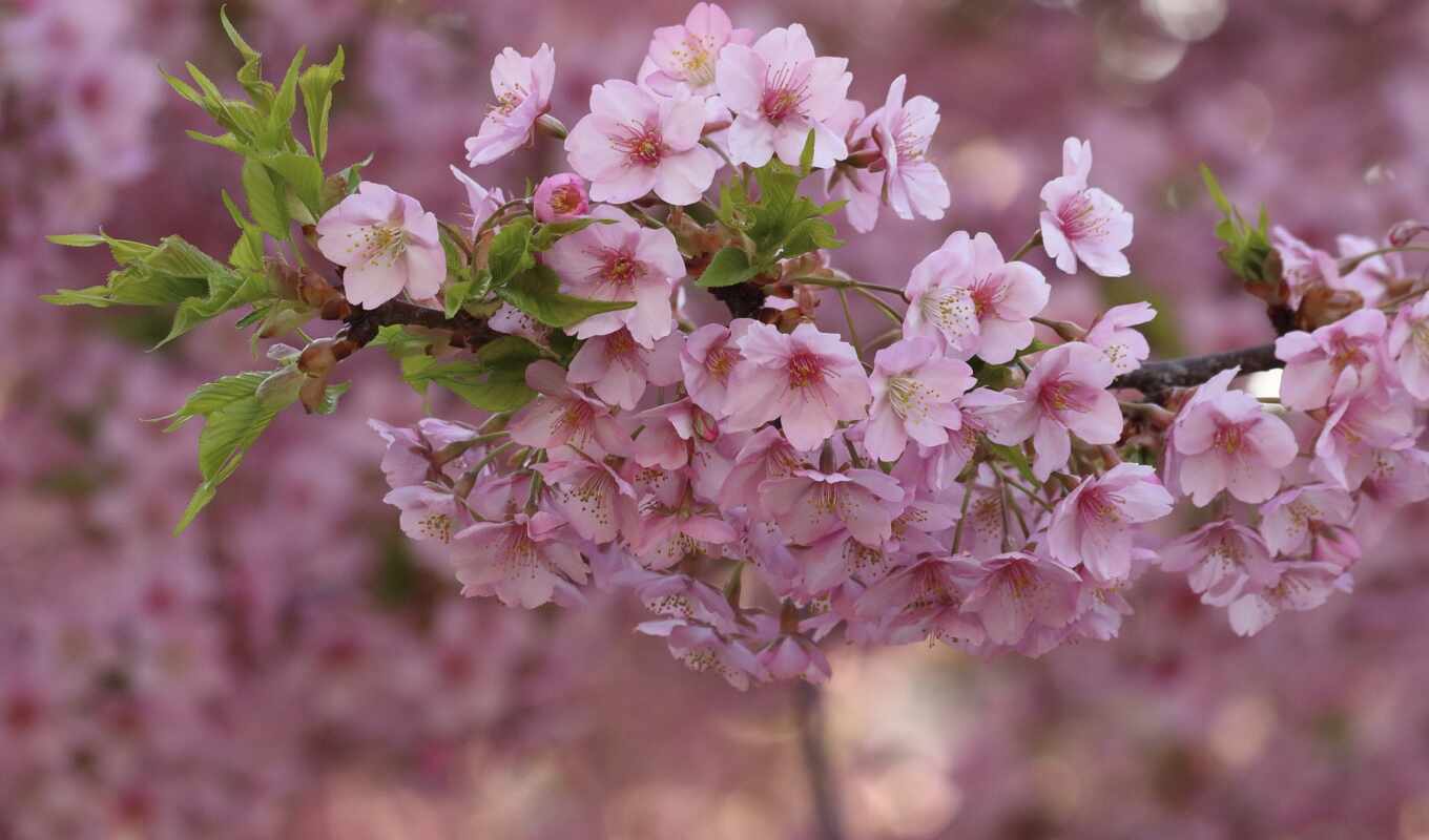 цветы, дерево, лепестки, cherry, розовый, branch, весна, rosa