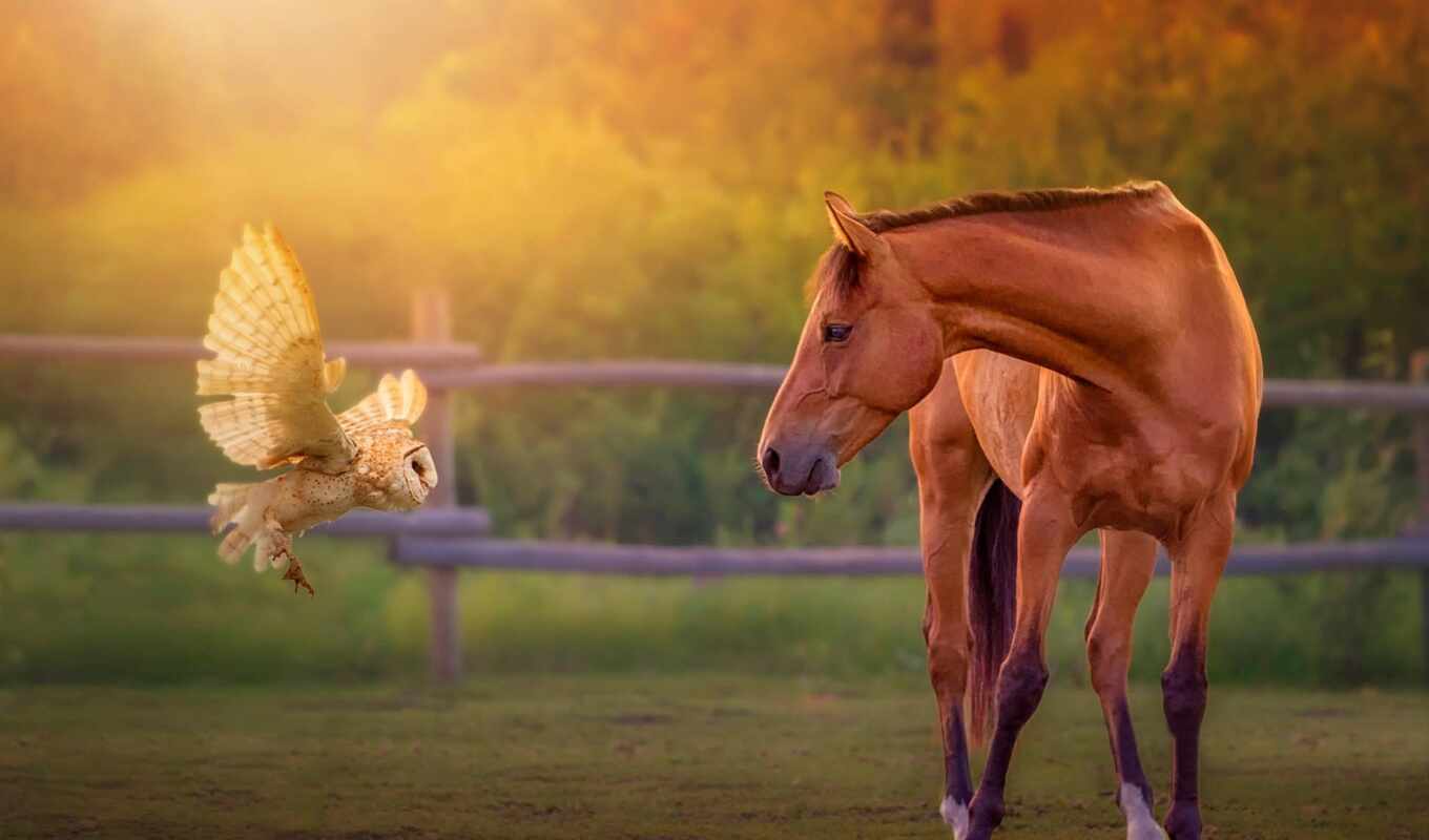 beautiful, horse