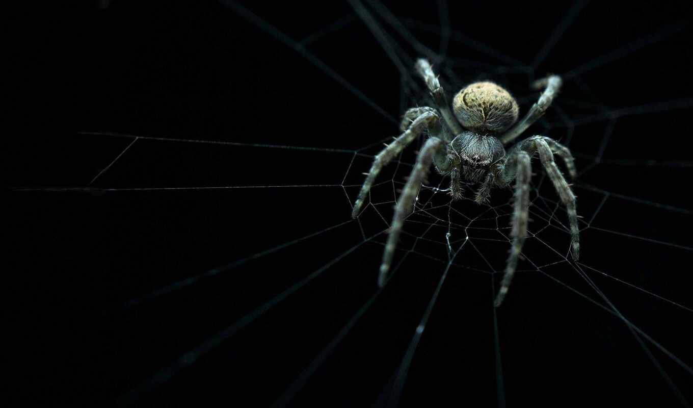 web, паук, arachnid