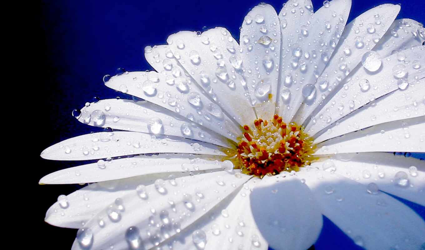 drops, macro, dew, embroidery, daisies, cvety, dew, chamomile, droplets