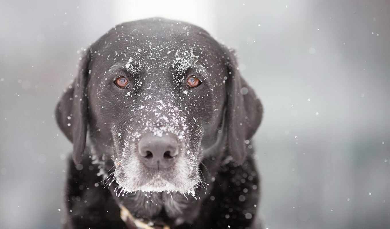 взгляд, white, снег, собака, грустный, şəkillər