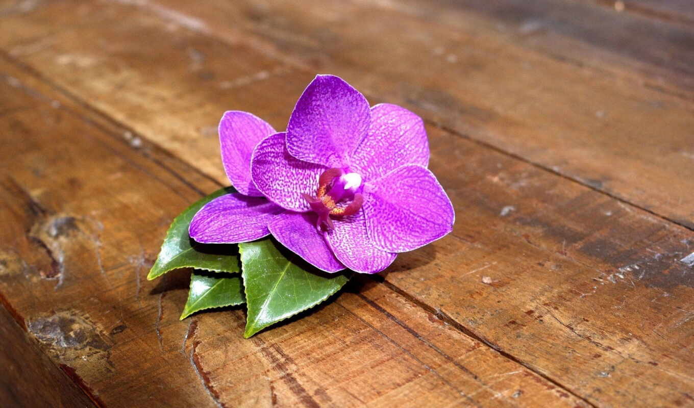 flowers, background, picture, purple, orchid, modular