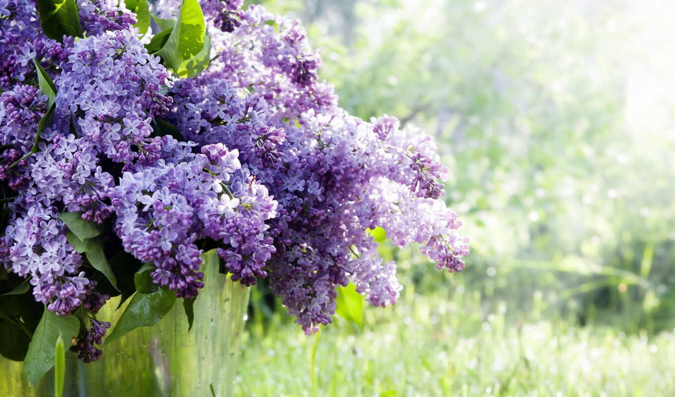 flowers, lilac, beautiful, funart