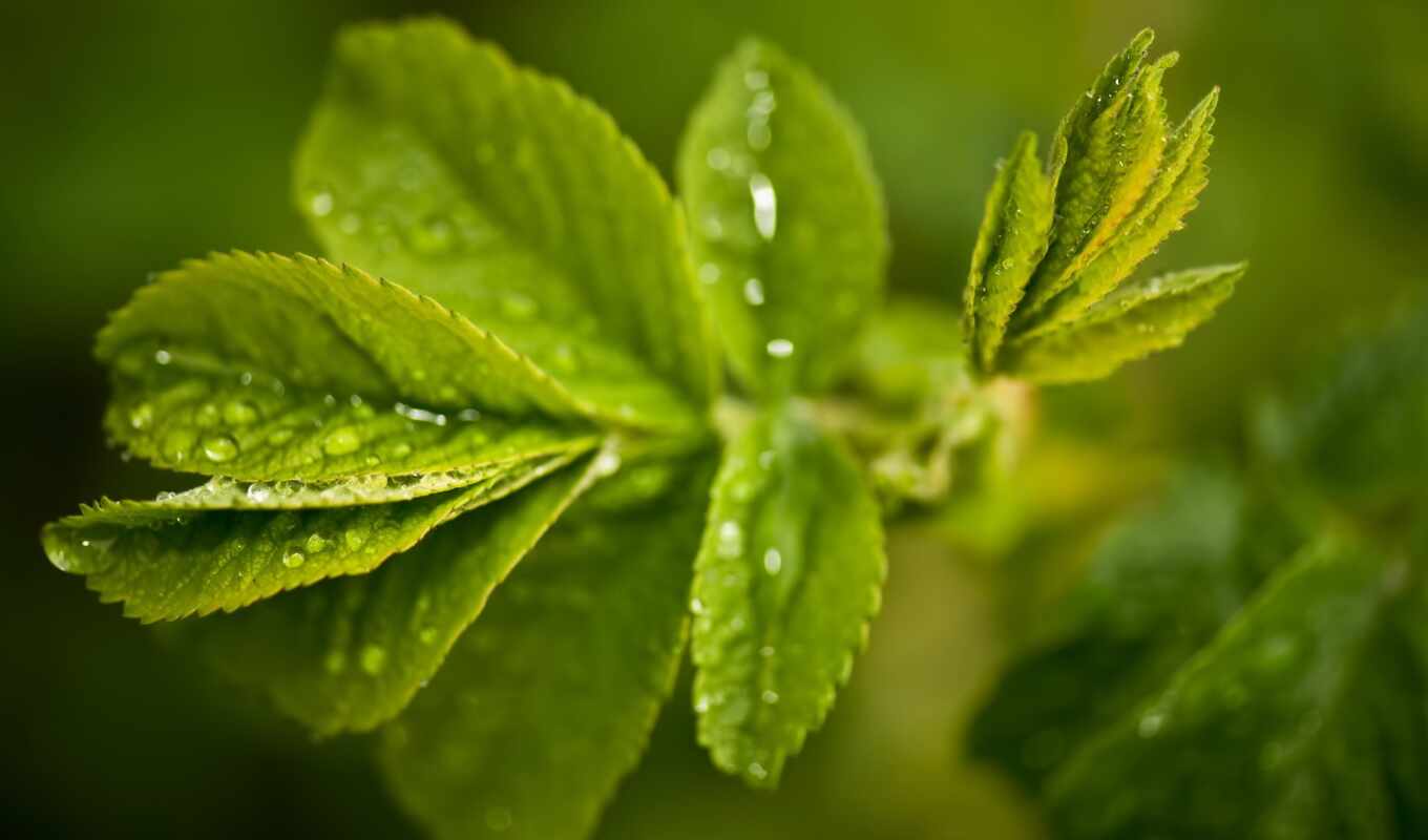 drop, зелёный, water, тема, fresh, leaf, peakpxfresh