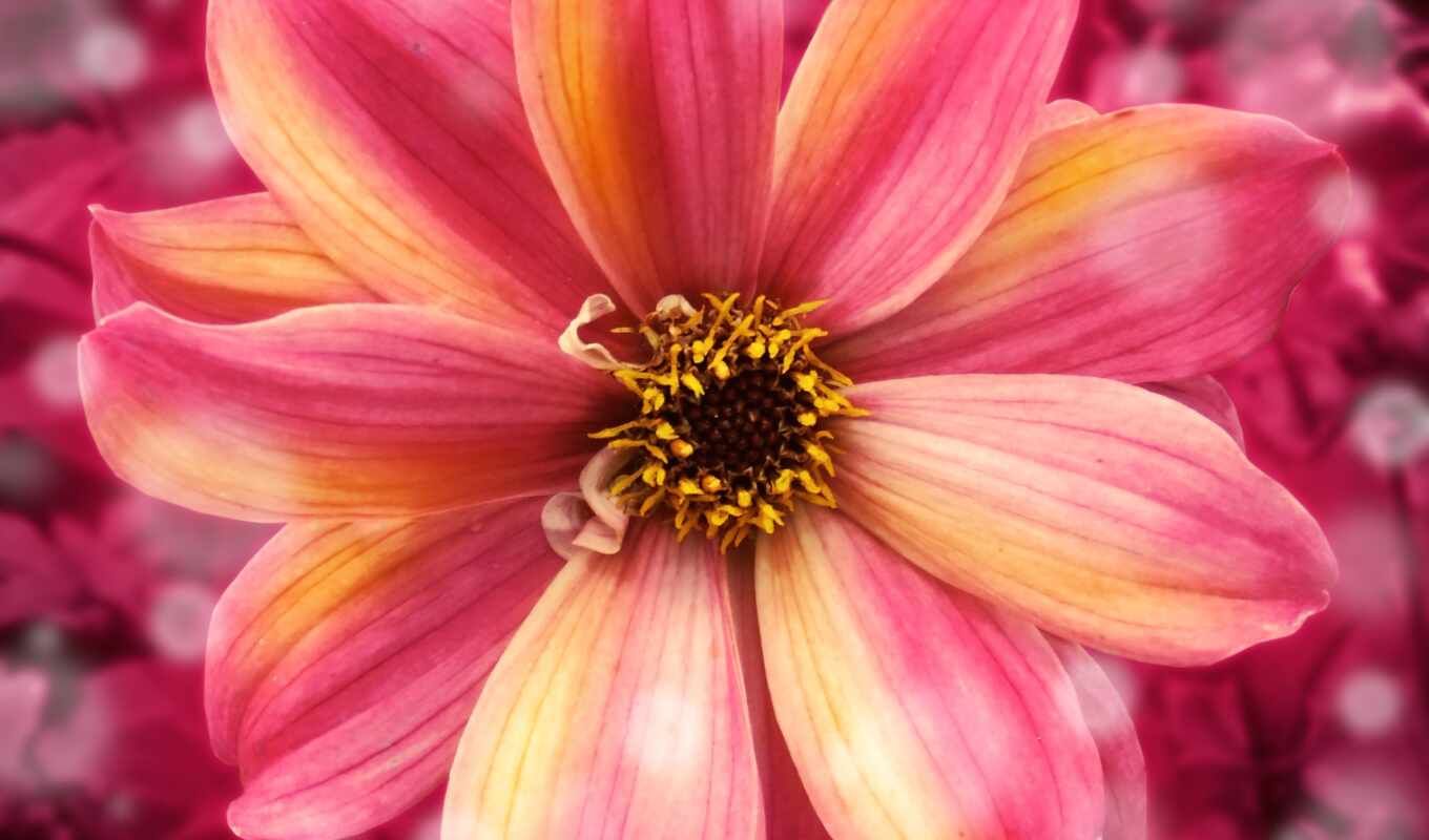 flower, pink, yellow