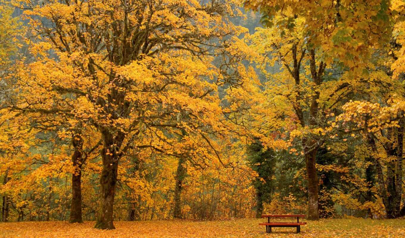 деревья, картинка, листья, осень, осени, скамейка, умиротворение