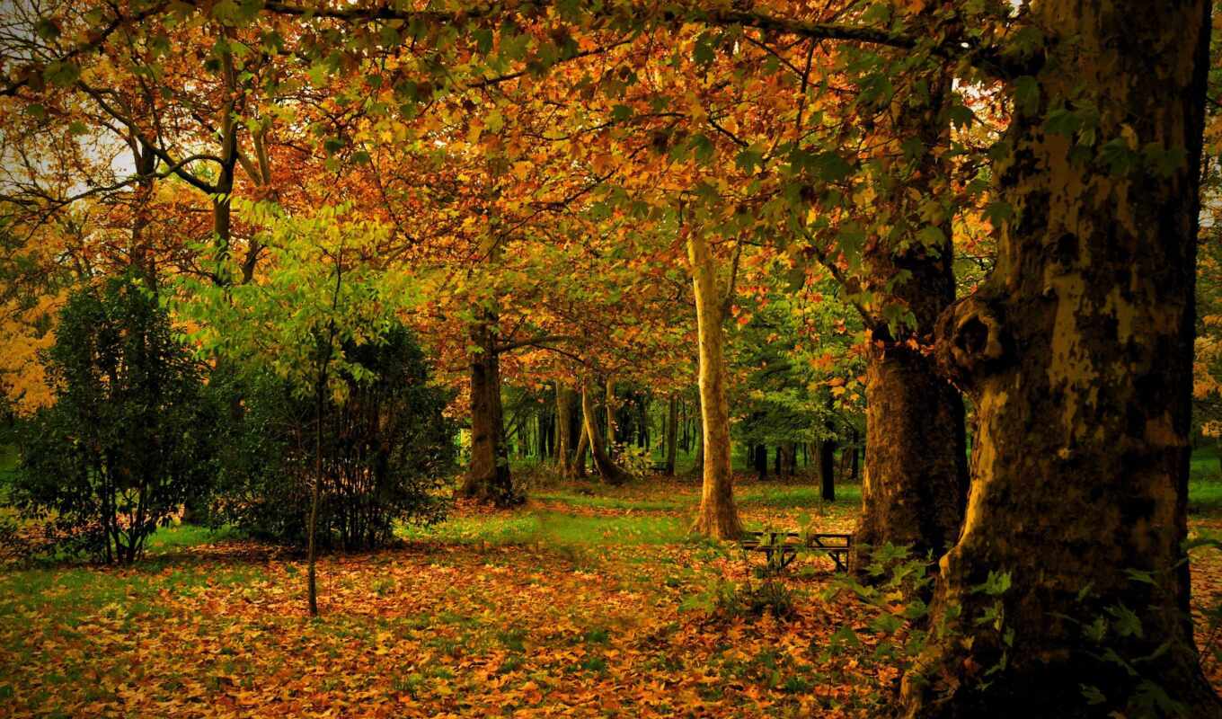 природа, листья, осень, ствол, park, trees, мадрид, испания, campo