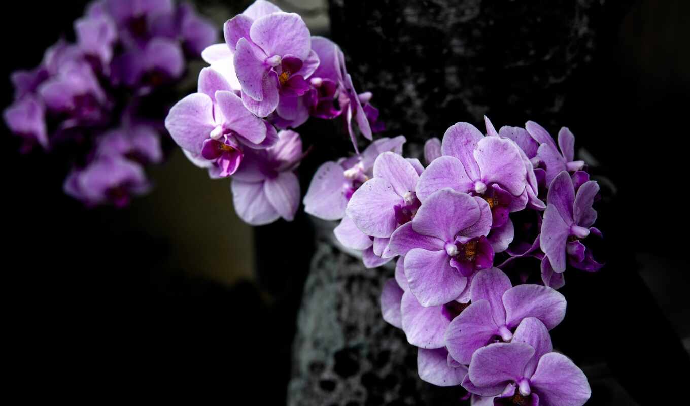 desktop, цветы, purple, flowers, орхидея, orchids