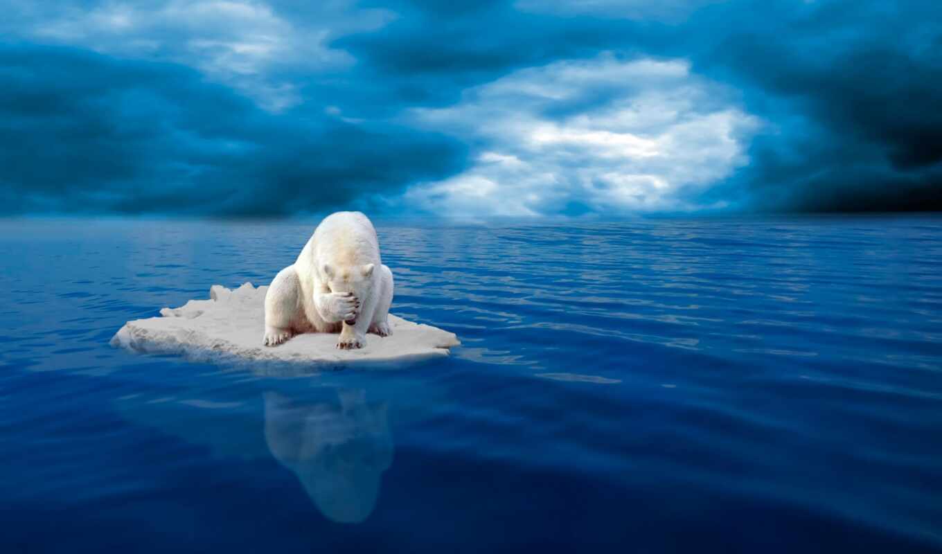 animals, sad, bear, bears, cheap, polar, warming