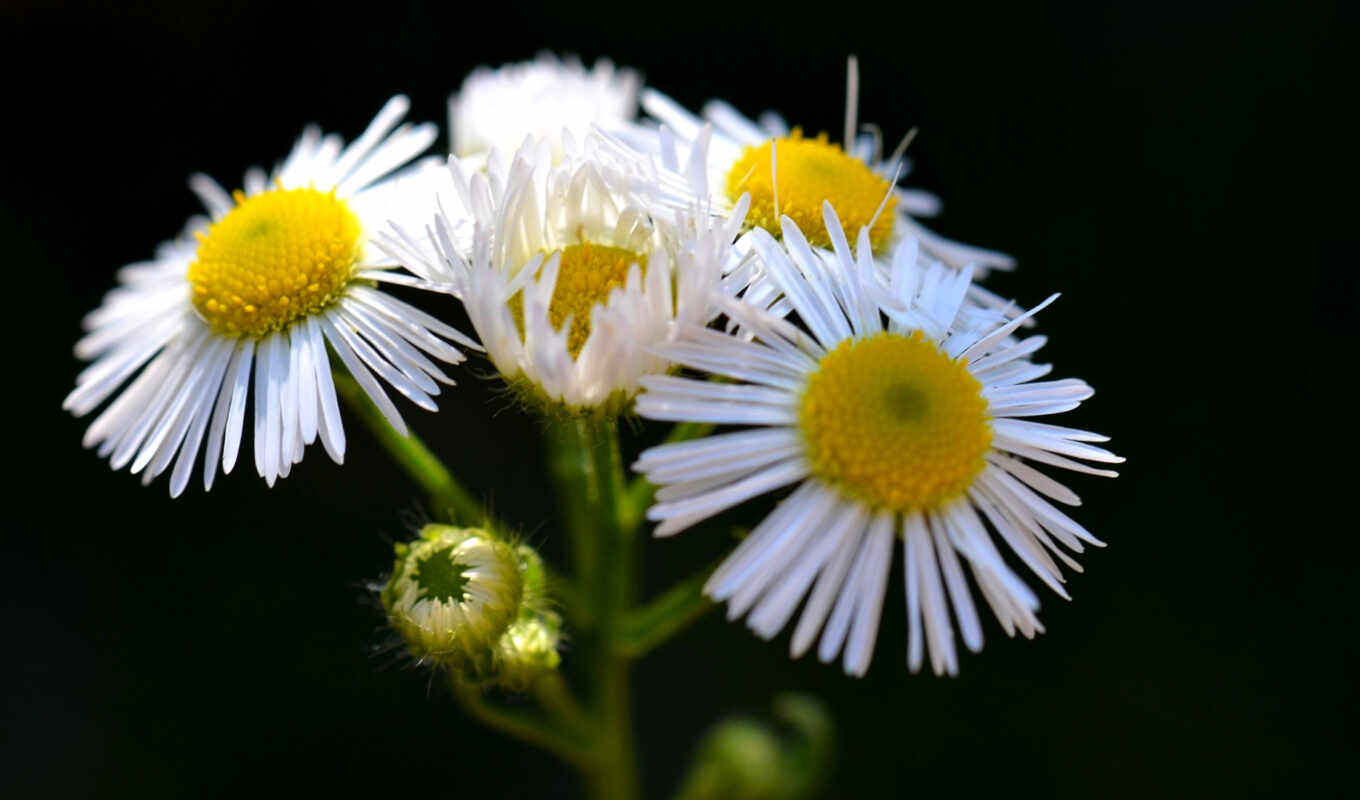 white, free, full, images, daisy, daisies