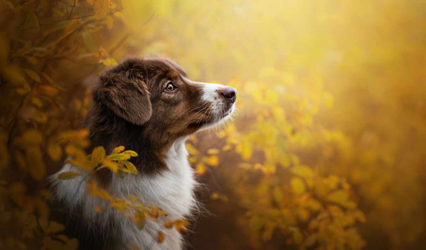 категория, собака, осень, морда, animal, красивый