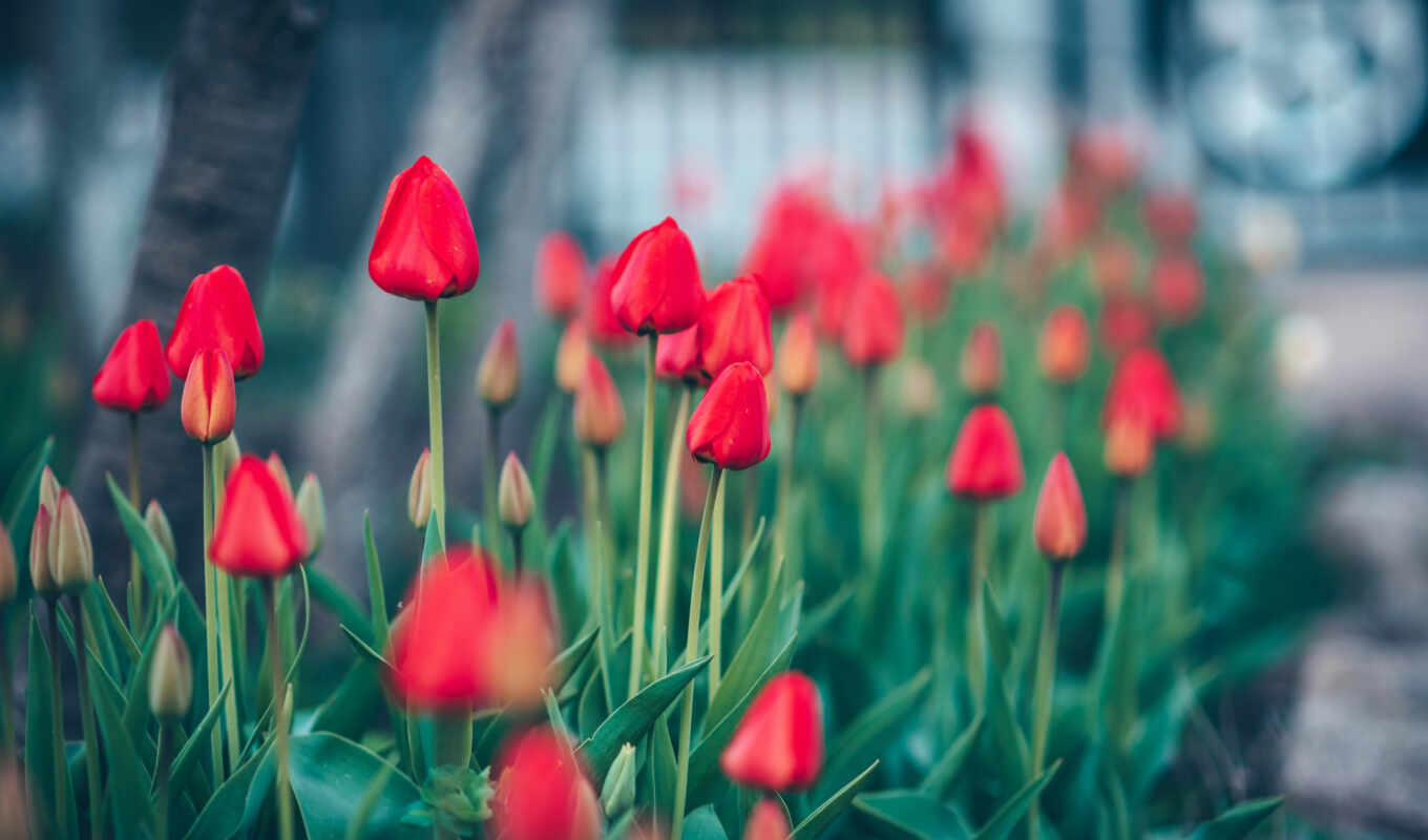 nature, sky, flowers, red, field, spring, tulip, sprenger