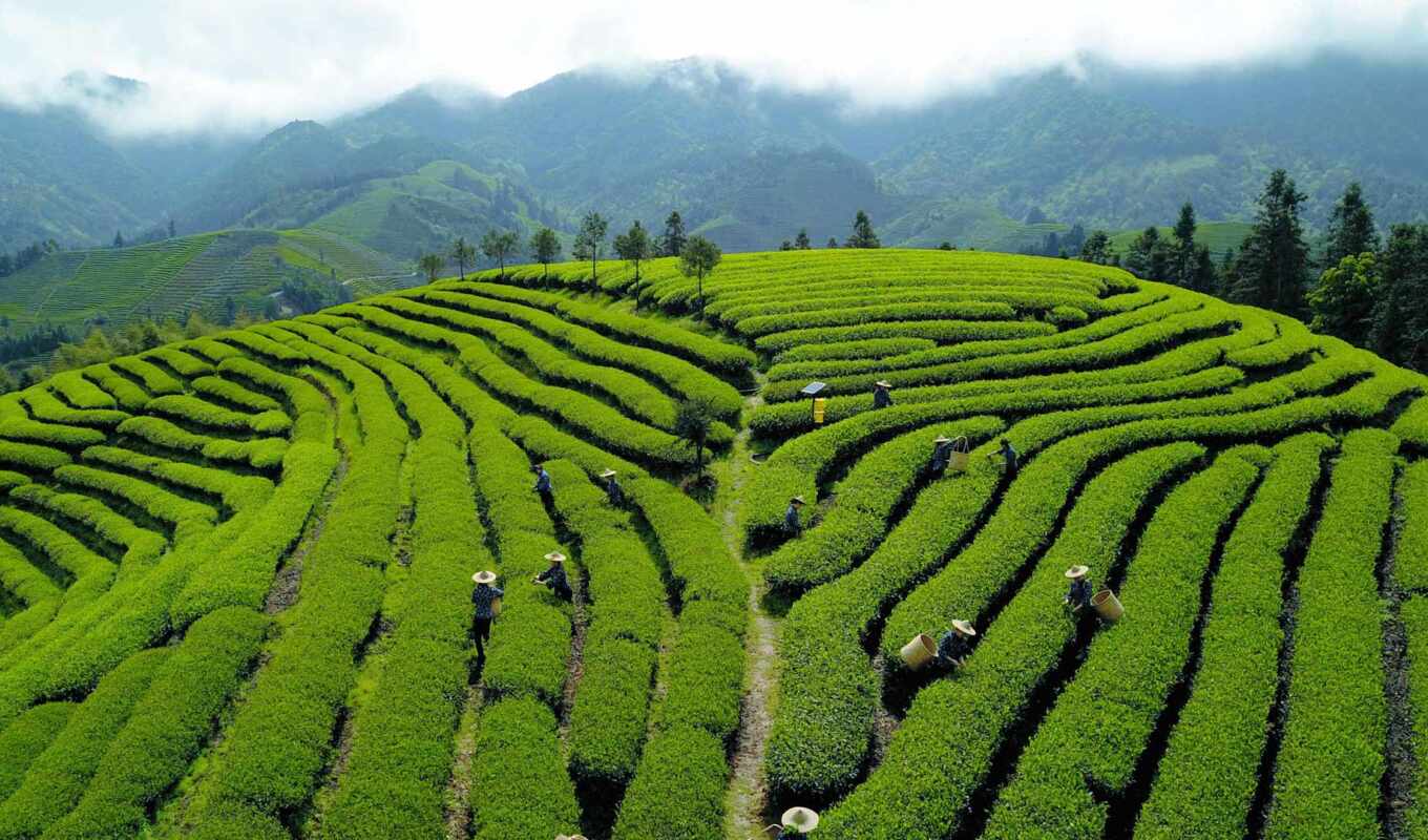 tea, plantation