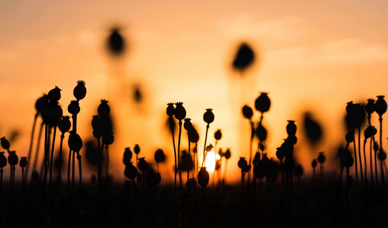nature, photo, sunset, sunrise, field, a shadow, sunrise, seed, poppy, etsy