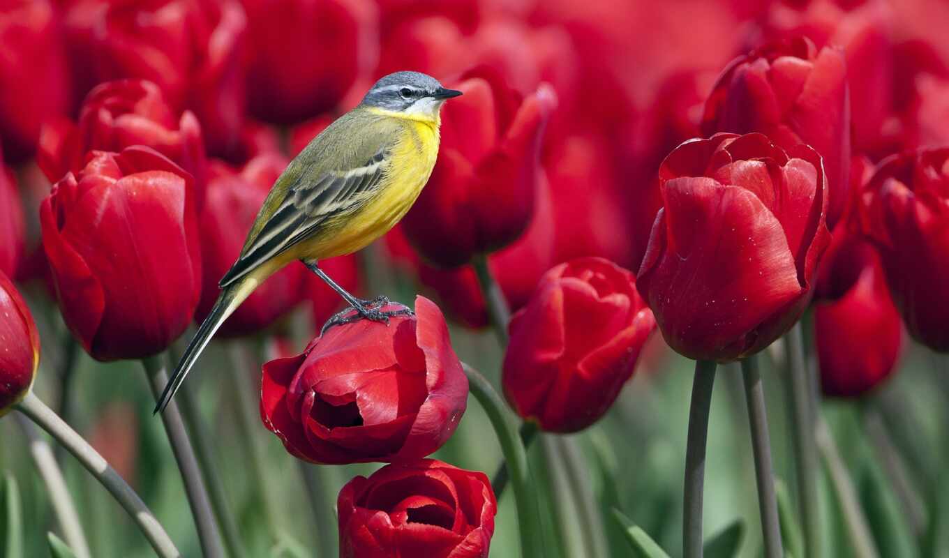flowers, red, bird, tulip, wagtail
