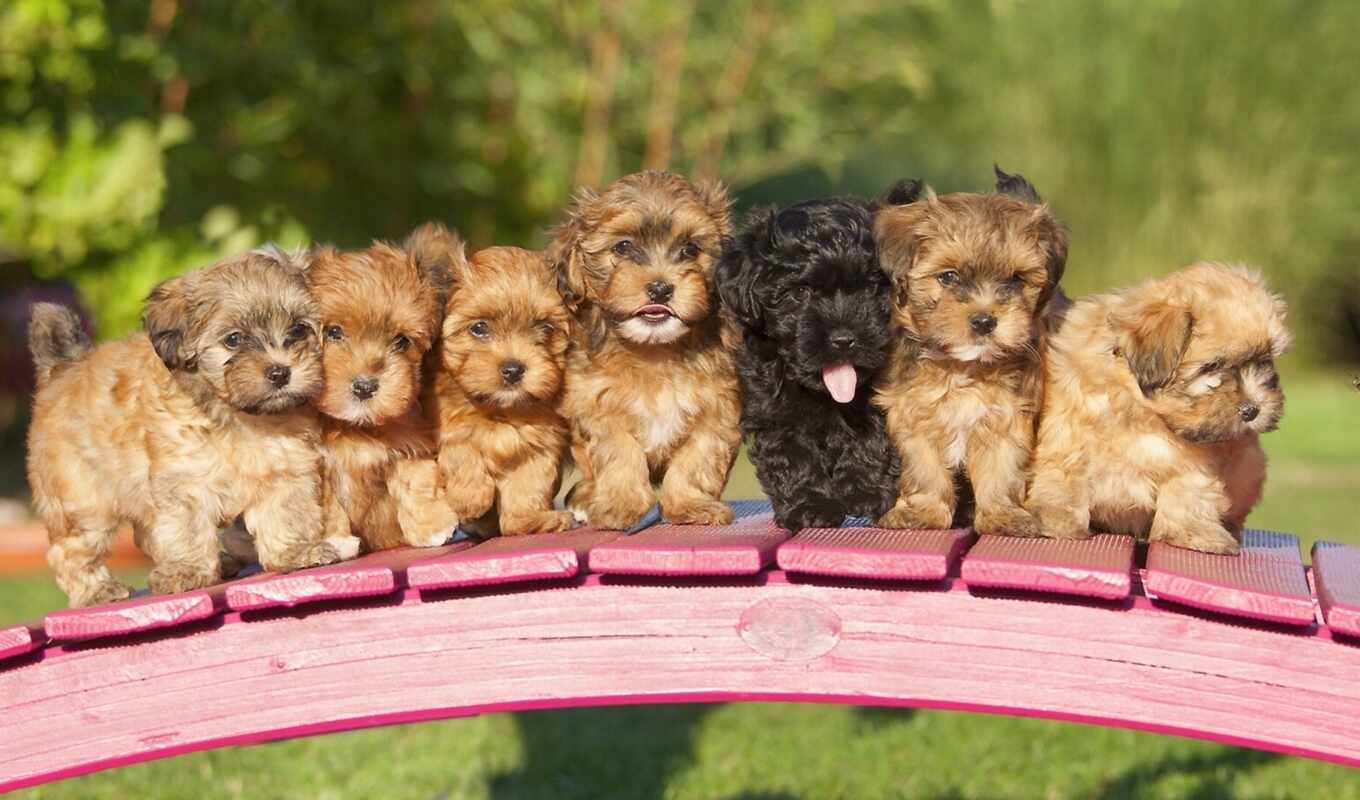 Bridge, dog, puppy, havana, bichon