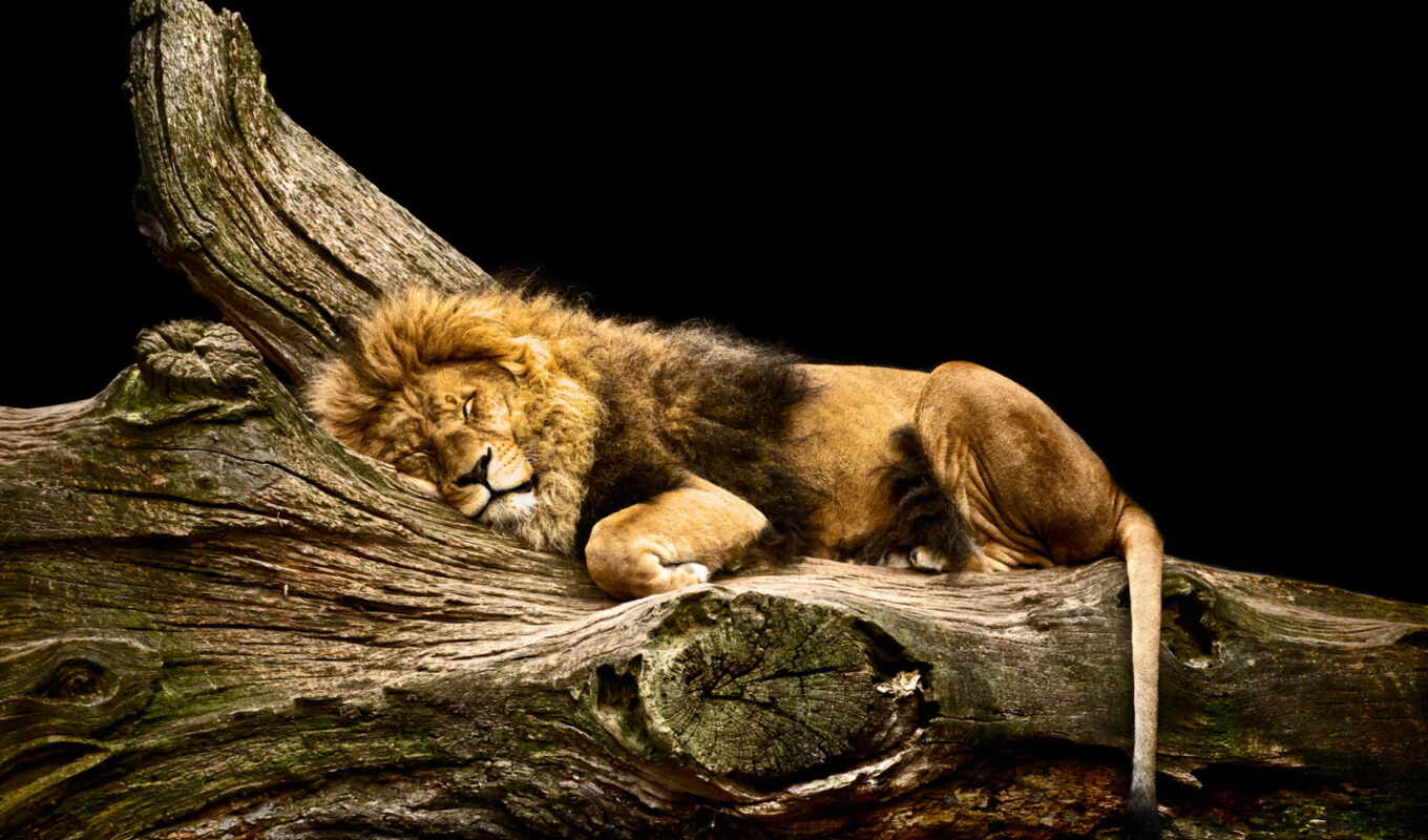 tree, lion, cat, log, sleep, animal, Leo