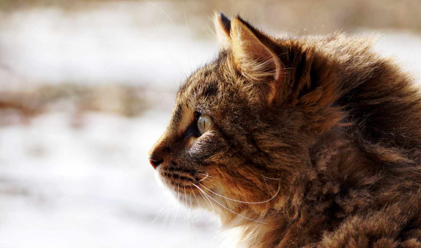 profile, глаза, кот, animal, пушистый, gato