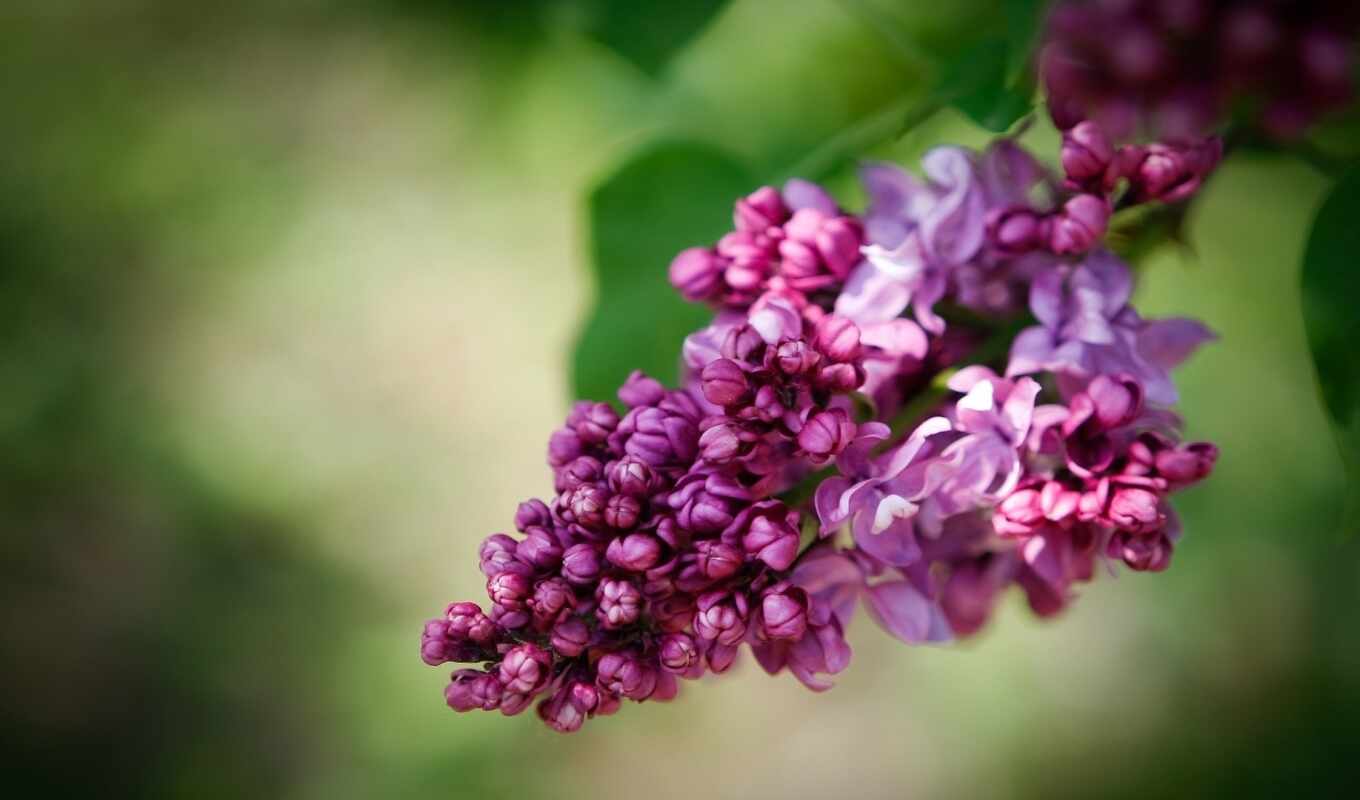 цветы, сиреневый, bloom, сиринга