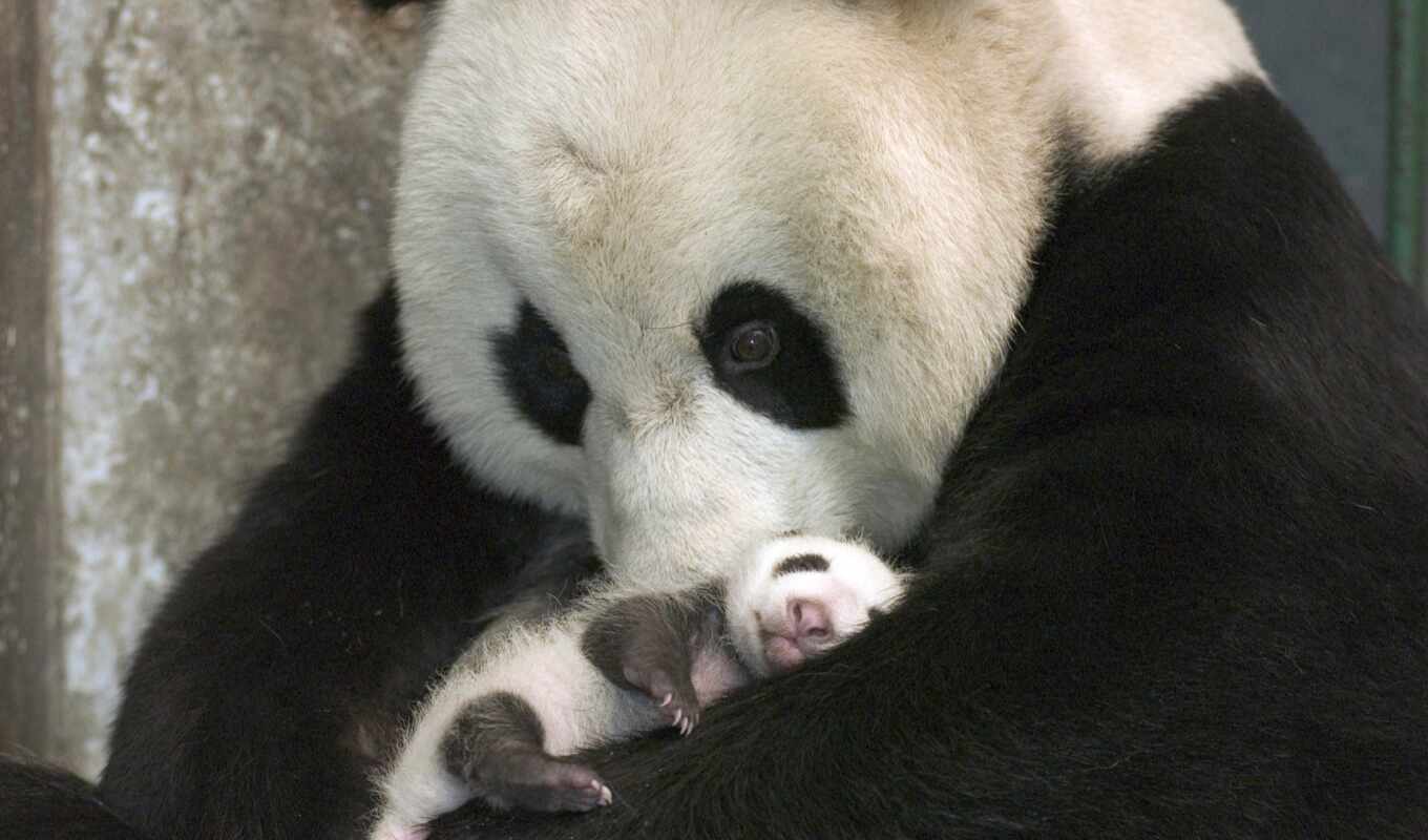 best, add, panda, caring